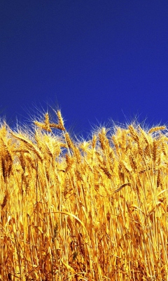 Wheat Field wallpaper 240x400