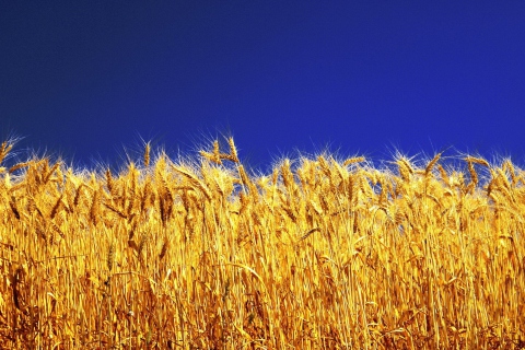 Wheat Field wallpaper 480x320