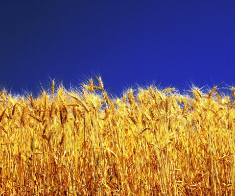 Das Wheat Field Wallpaper 480x400