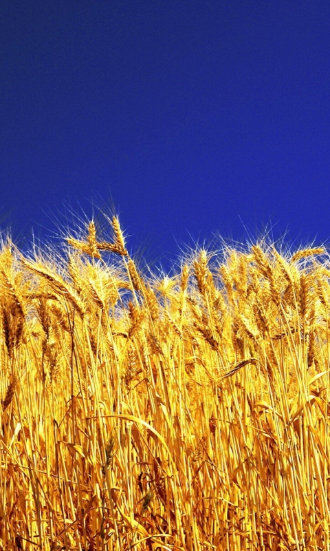 Wheat Field screenshot #1 480x800