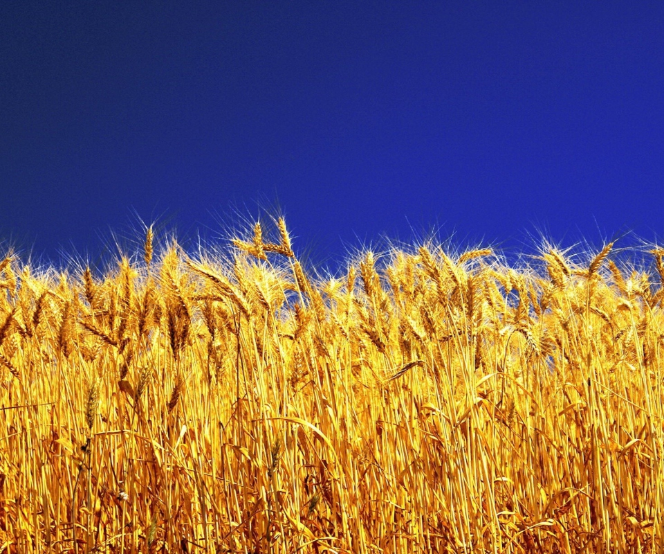 Das Wheat Field Wallpaper 960x800
