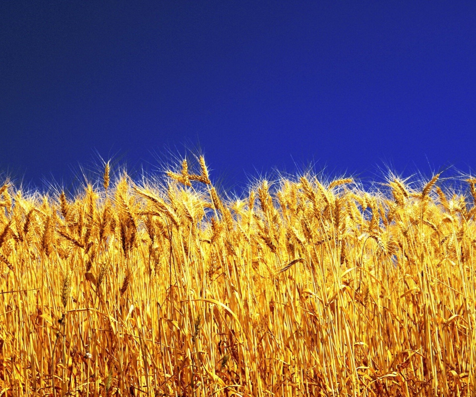 Wheat Field wallpaper 960x800