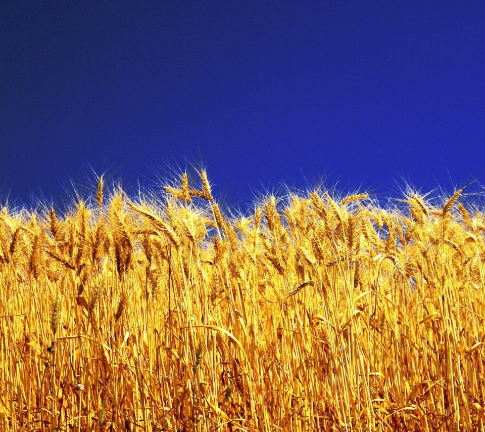 Das Wheat Field Wallpaper 960x854
