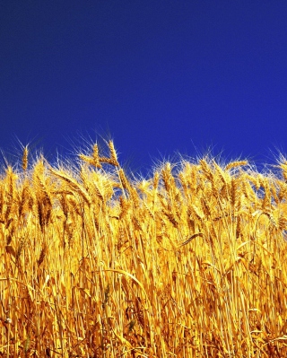 Wheat Field - Obrázkek zdarma pro 640x1136