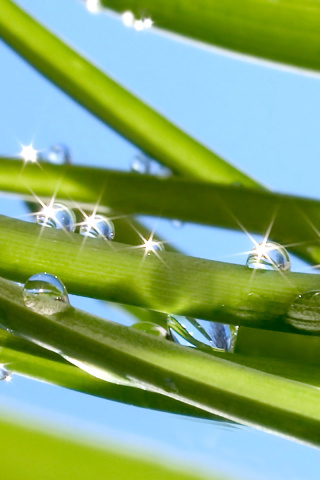 Morning Dew screenshot #1 320x480