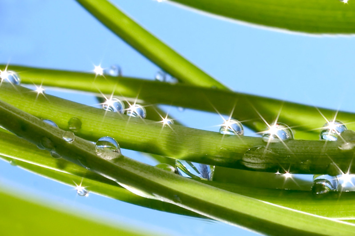 Sfondi Morning Dew