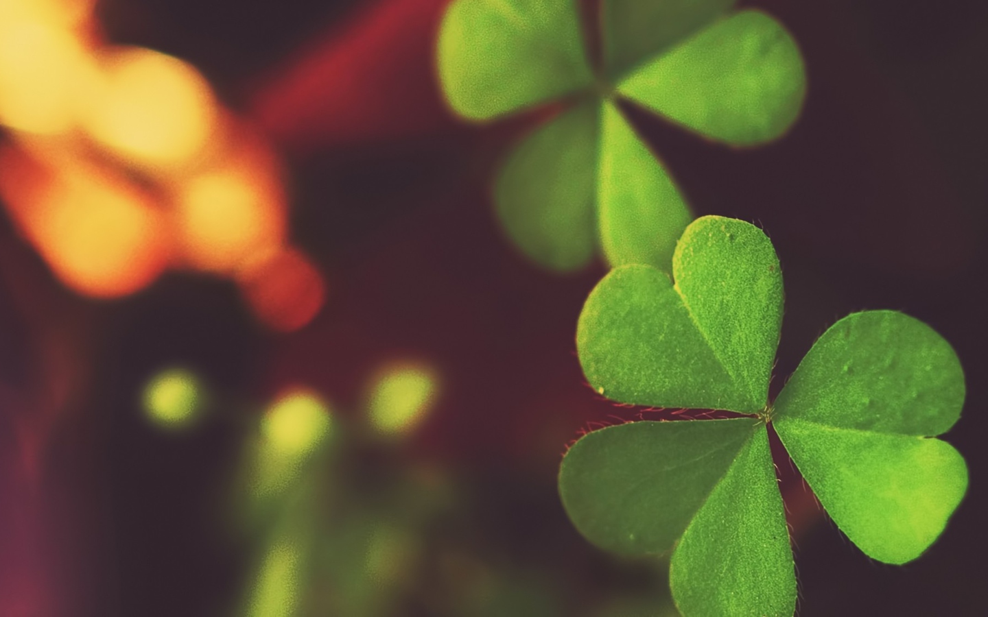 Clover wallpaper 1440x900