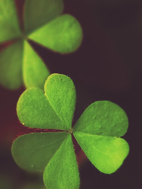 Das Clover Wallpaper 480x640