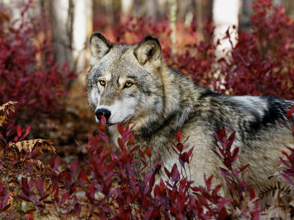Sfondi Gray Wolf In USA Forest 1024x768