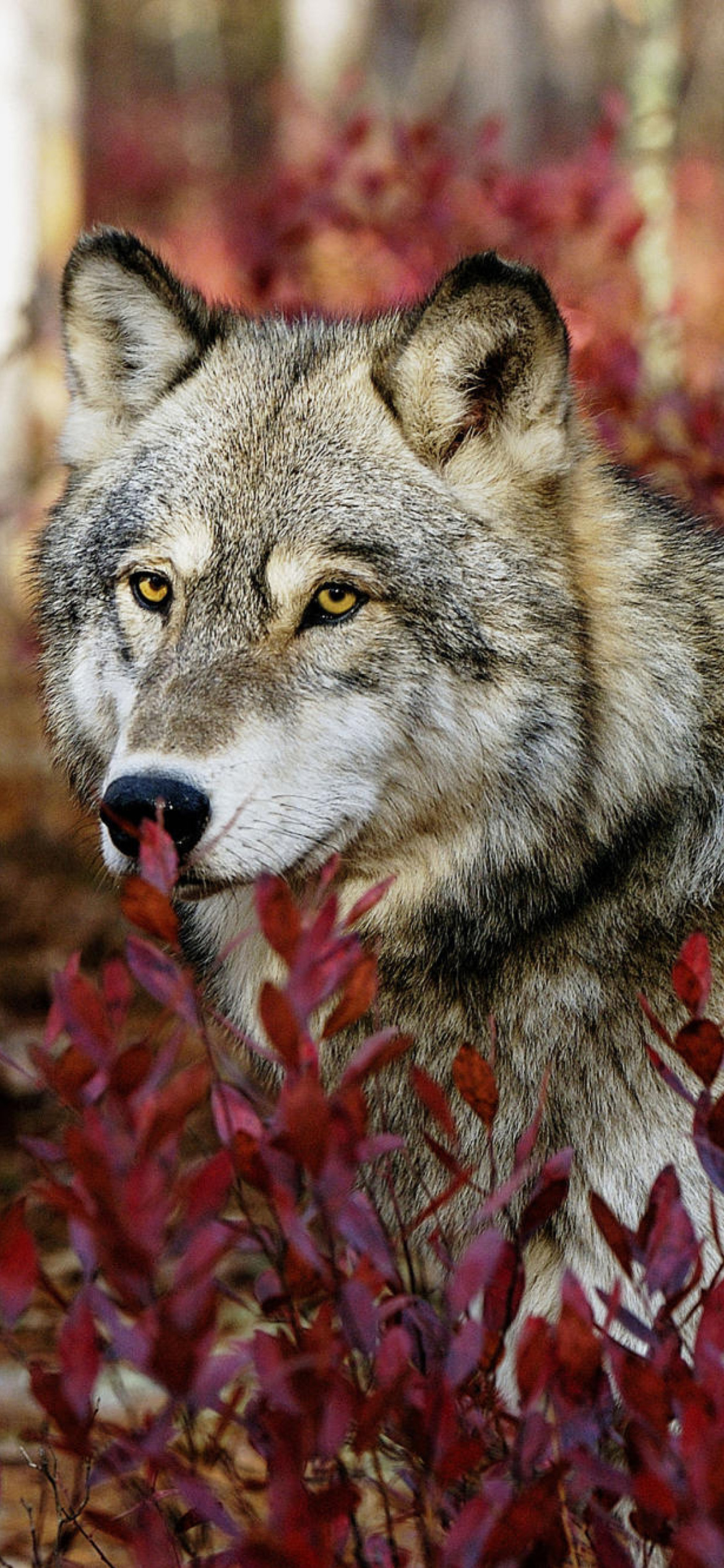 Fondo de pantalla Gray Wolf In USA Forest 1170x2532