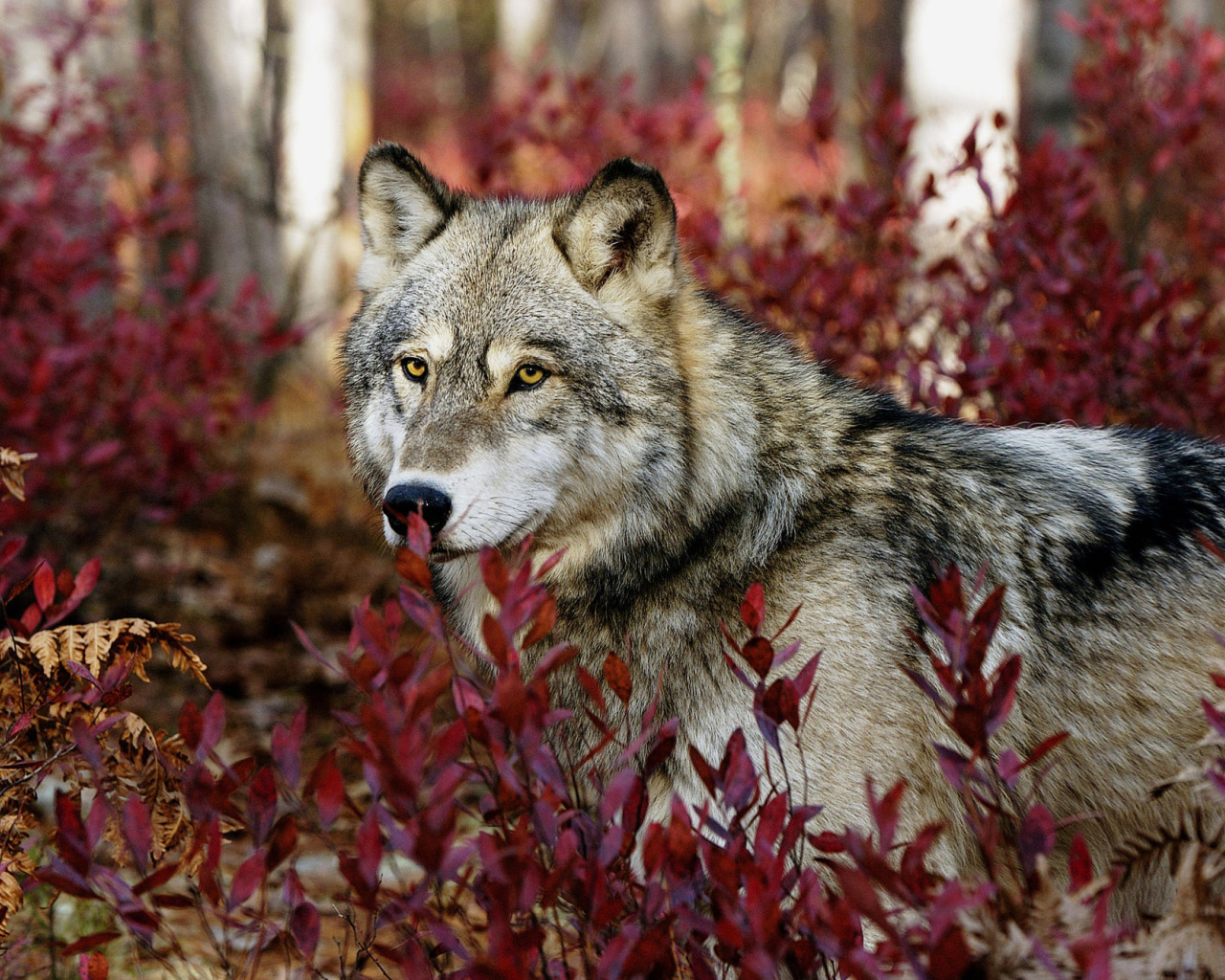 Обои Gray Wolf In USA Forest 1280x1024