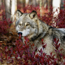 Обои Gray Wolf In USA Forest 128x128