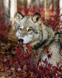 Fondo de pantalla Gray Wolf In USA Forest 128x160