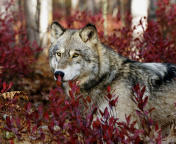 Sfondi Gray Wolf In USA Forest 176x144