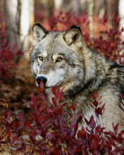 Das Gray Wolf In USA Forest Wallpaper 176x220