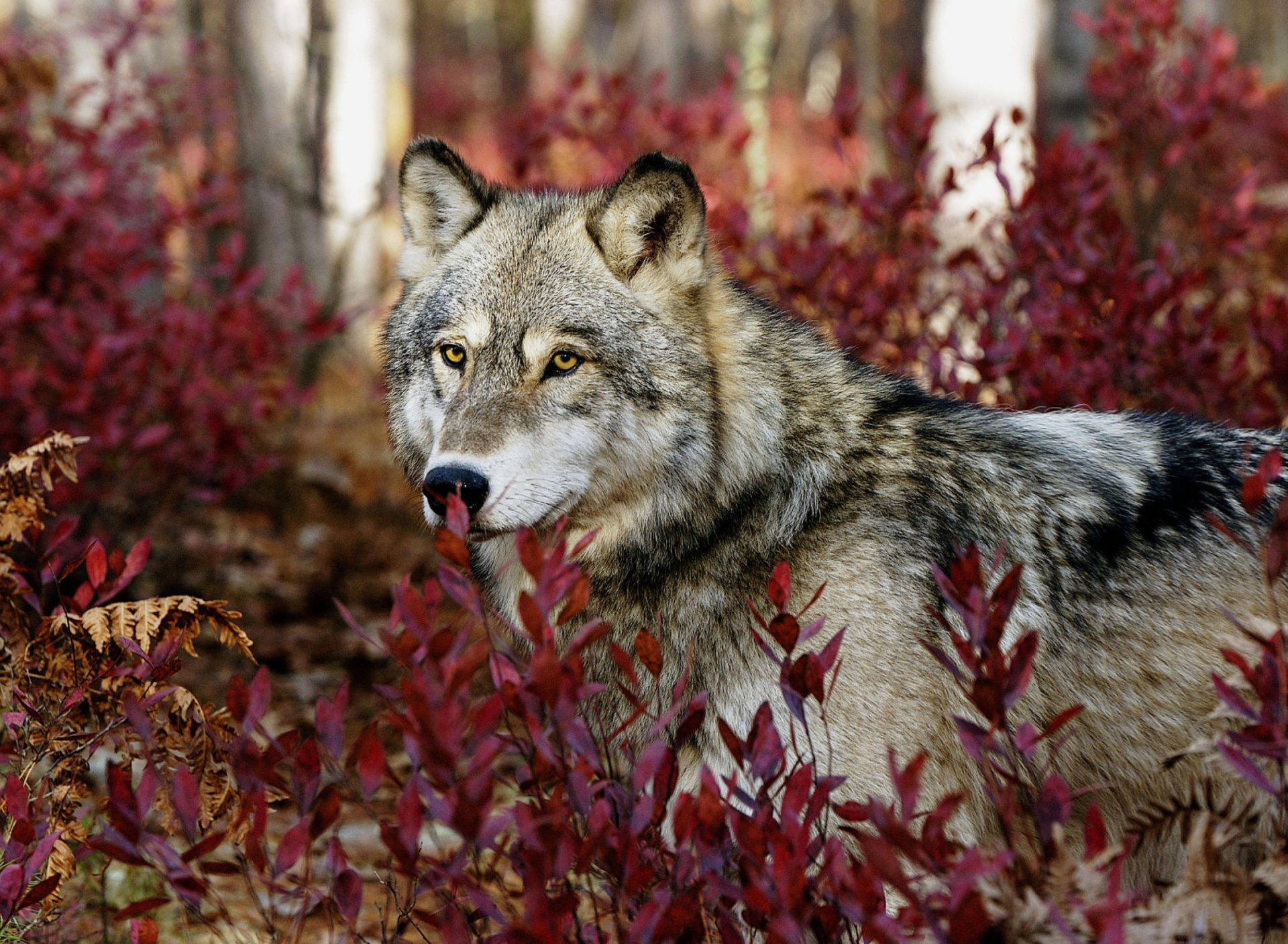 Fondo de pantalla Gray Wolf In USA Forest 1920x1408