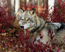 Das Gray Wolf In USA Forest Wallpaper 220x176