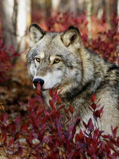 Обои Gray Wolf In USA Forest 240x320