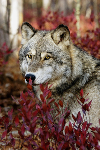 Fondo de pantalla Gray Wolf In USA Forest 320x480