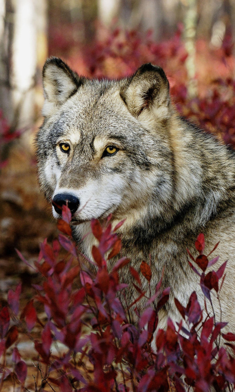 Sfondi Gray Wolf In USA Forest 480x800