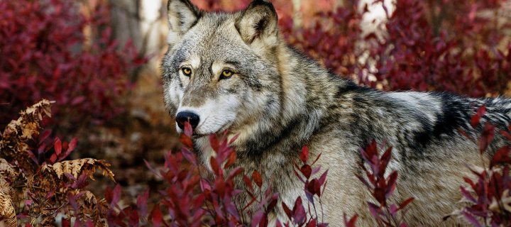 Sfondi Gray Wolf In USA Forest 720x320