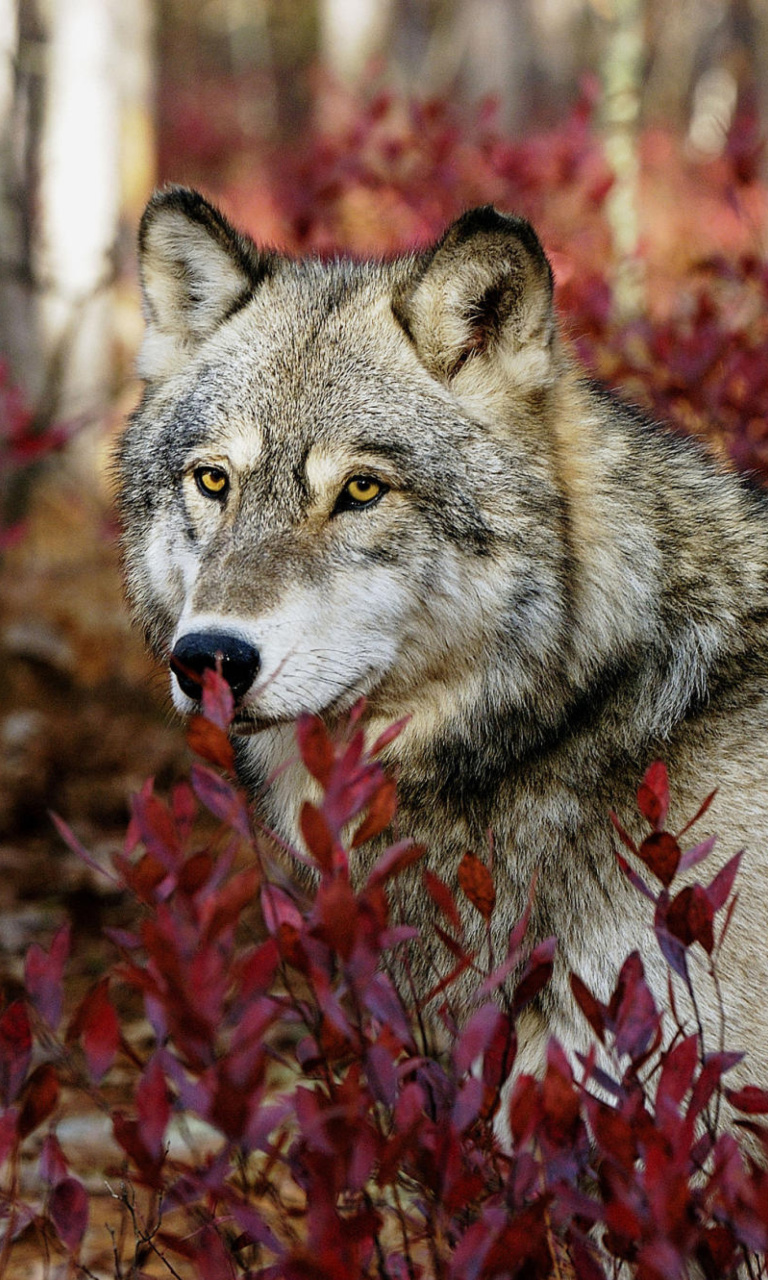 Обои Gray Wolf In USA Forest 768x1280