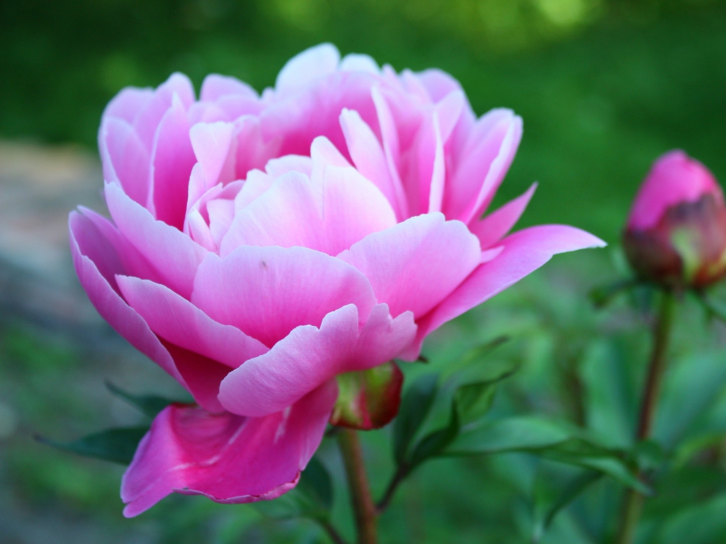 Screenshot №1 pro téma Gorgeous Pink Peony 1024x768