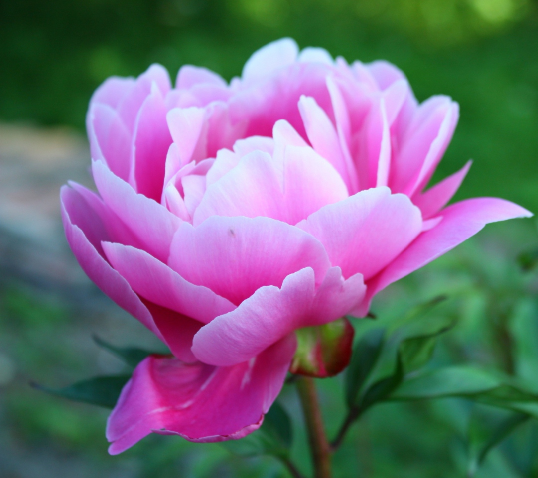 Das Gorgeous Pink Peony Wallpaper 1080x960