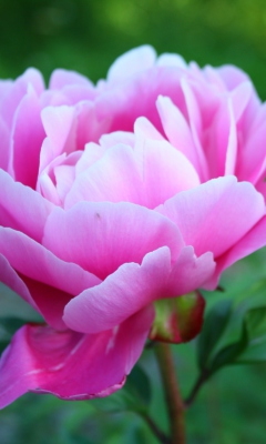 Gorgeous Pink Peony wallpaper 240x400