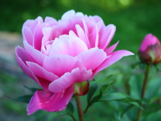 Das Gorgeous Pink Peony Wallpaper 320x240