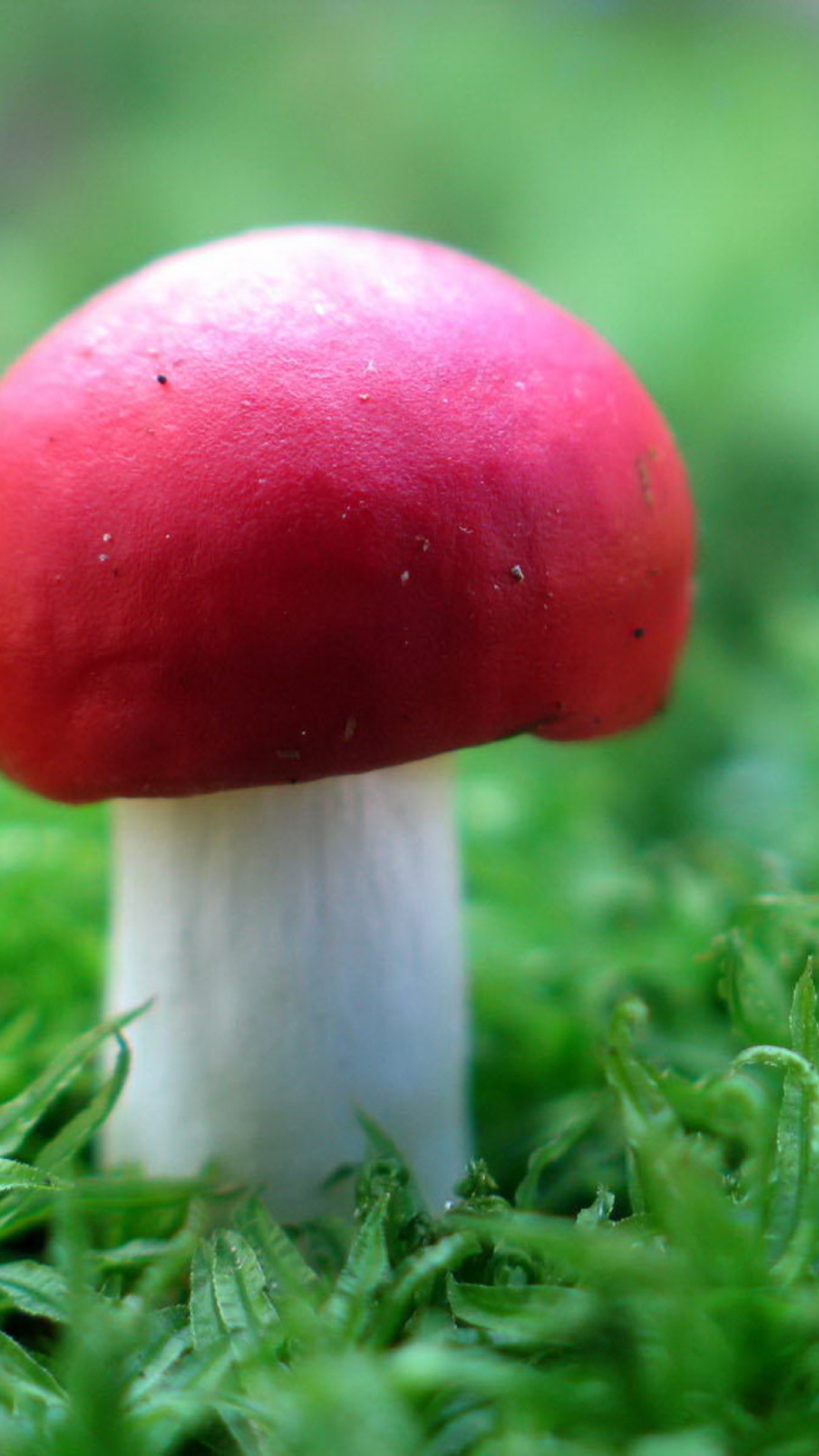 Das Red Cap Mushroom Wallpaper 1080x1920