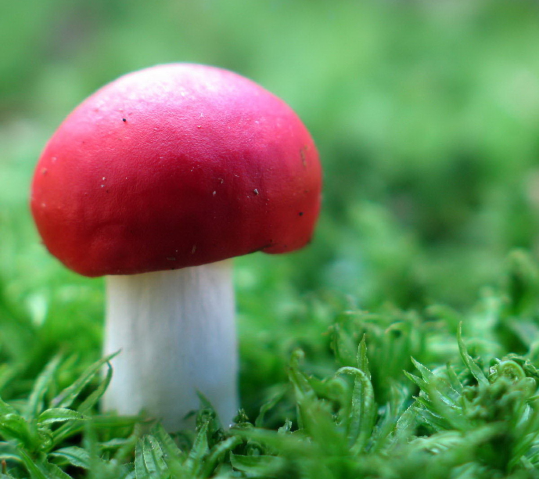 Sfondi Red Cap Mushroom 1080x960