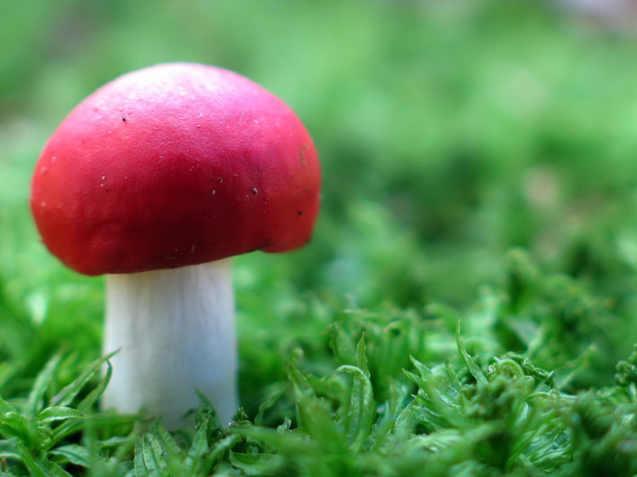 Das Red Cap Mushroom Wallpaper 1280x960