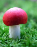 Fondo de pantalla Red Cap Mushroom 128x160