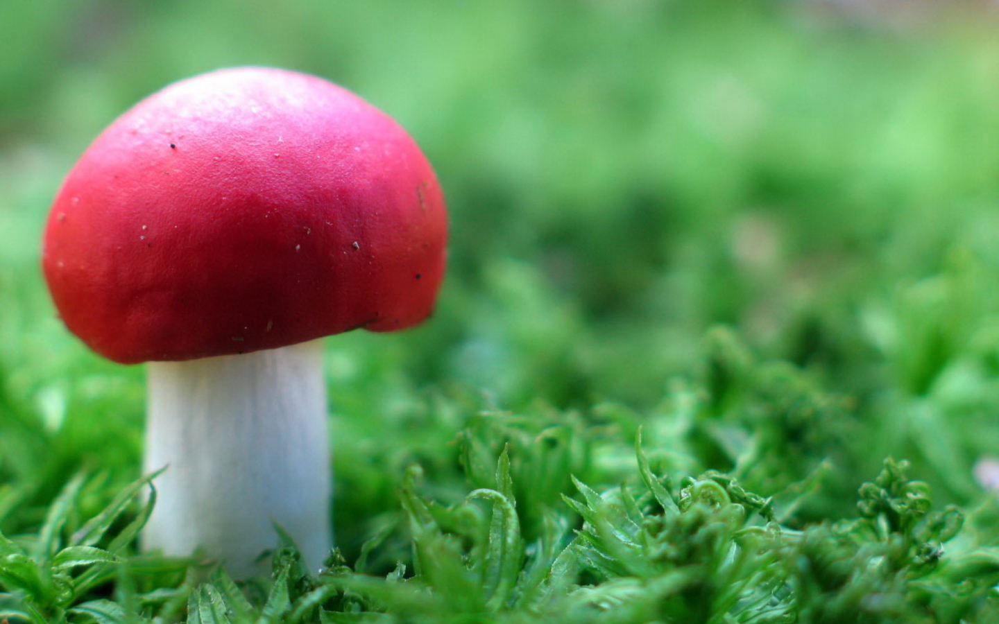 Fondo de pantalla Red Cap Mushroom 1440x900