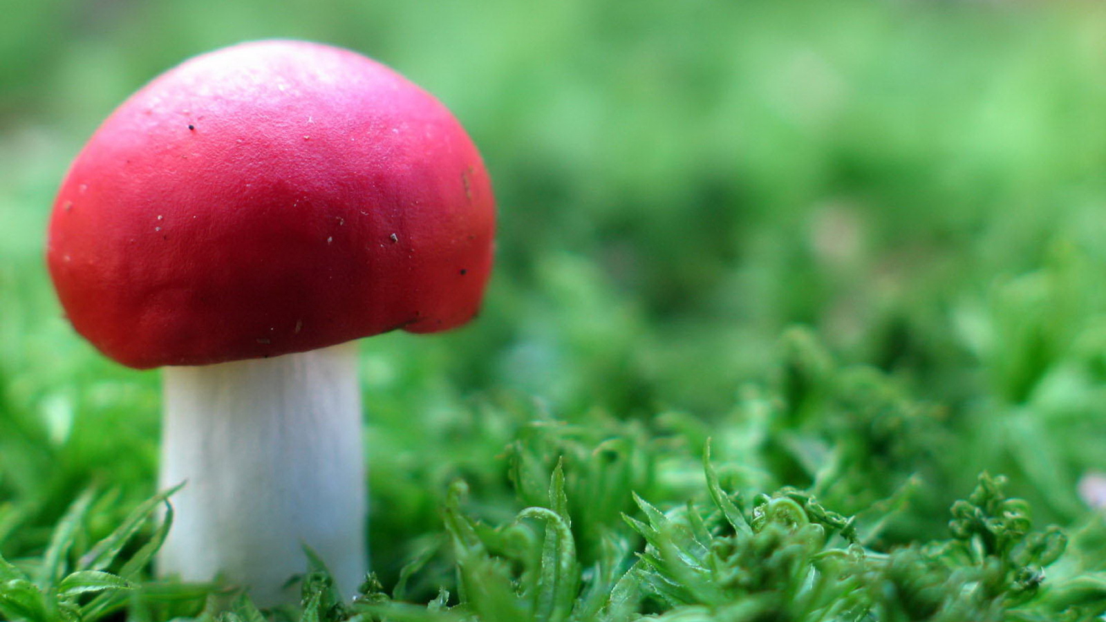 Red Cap Mushroom screenshot #1 1600x900