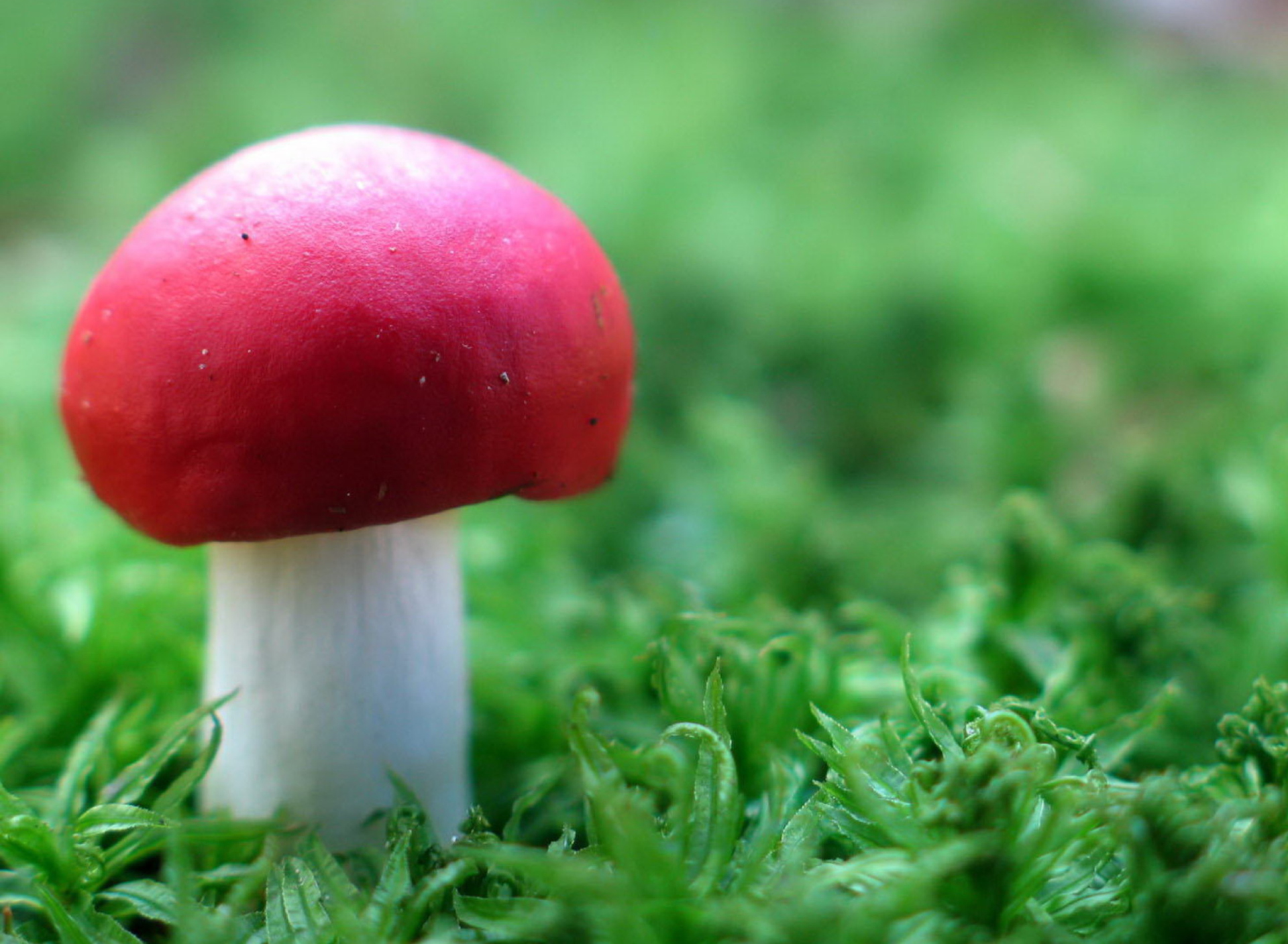Fondo de pantalla Red Cap Mushroom 1920x1408