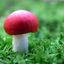 Sfondi Red Cap Mushroom 208x208