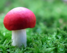 Screenshot №1 pro téma Red Cap Mushroom 220x176