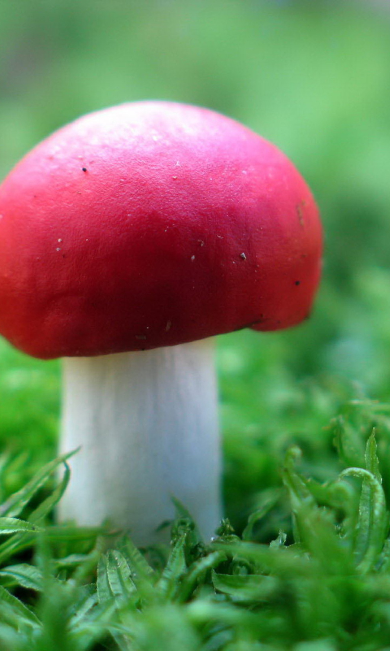 Red Cap Mushroom screenshot #1 768x1280