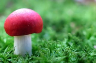 Red Cap Mushroom - Fondos de pantalla gratis 