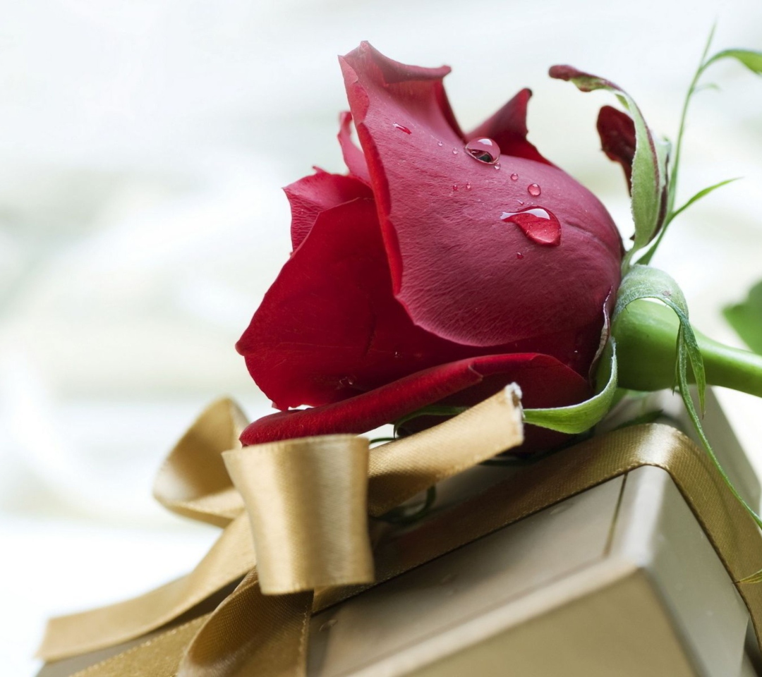 Sfondi Rose And Gift 1080x960