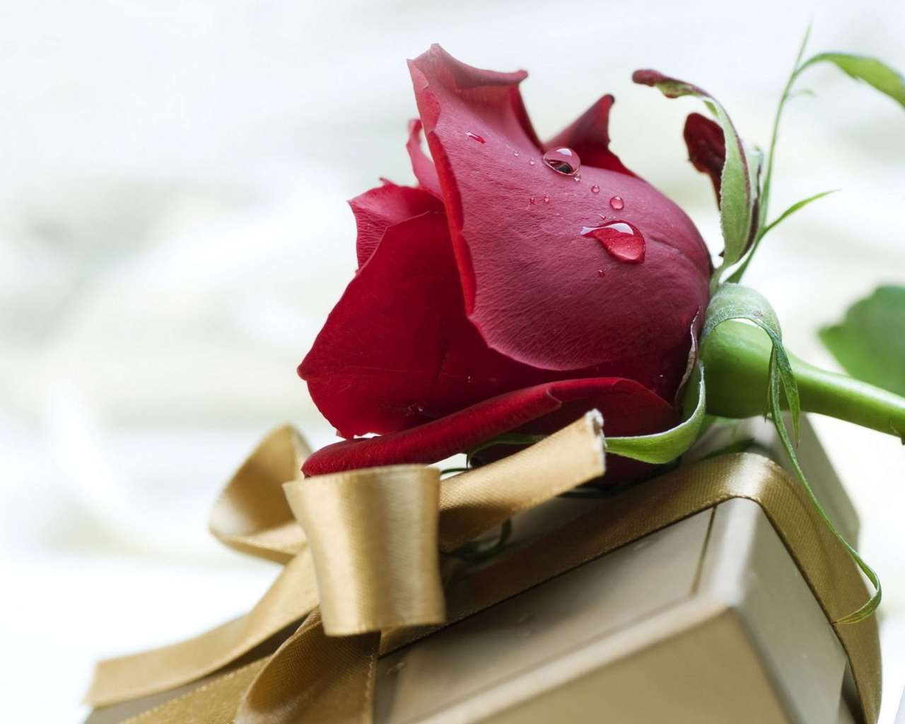 Обои Rose And Gift 1280x1024