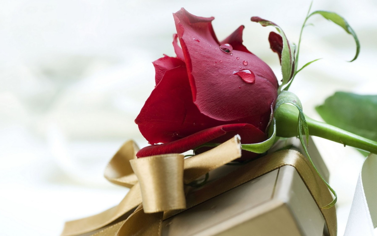 Обои Rose And Gift 1440x900
