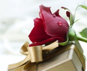 Rose And Gift wallpaper 176x144
