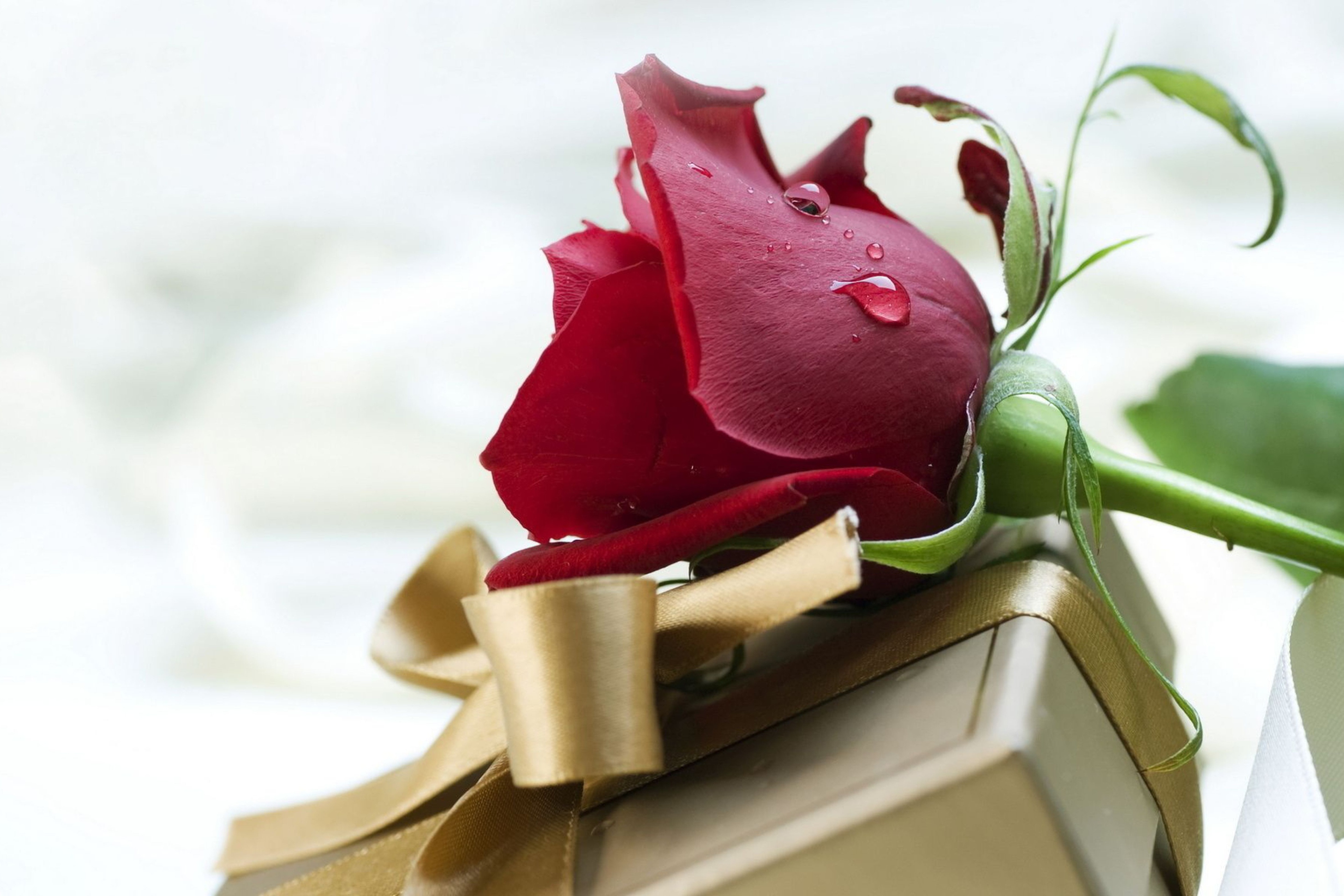 Поздравительные картинки на телефон. Цветы в подарок. Цветы для мужчины. С днем рождения. Розы подарок.