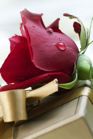 Rose And Gift wallpaper 320x480