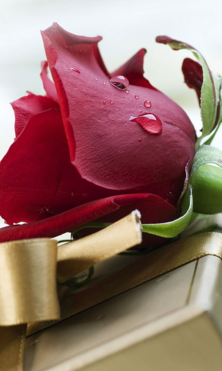 Das Rose And Gift Wallpaper 768x1280