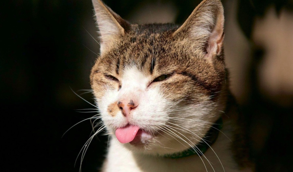 Das Cat Tongue Wallpaper 1024x600