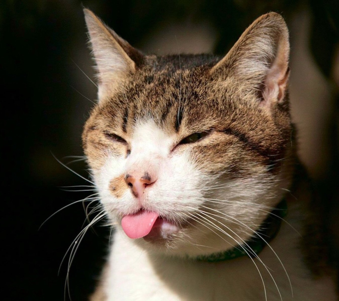 Das Cat Tongue Wallpaper 1080x960